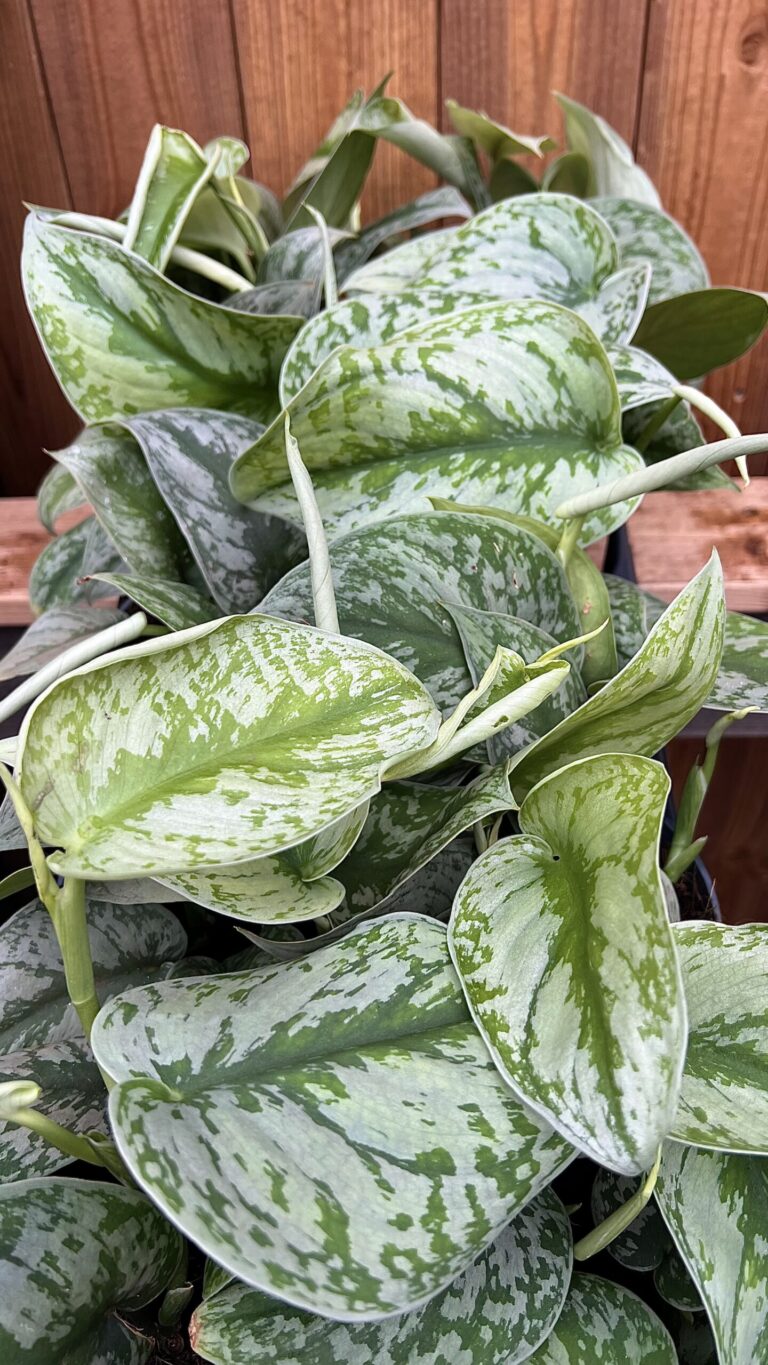Scindapsus pictus "Trebie"