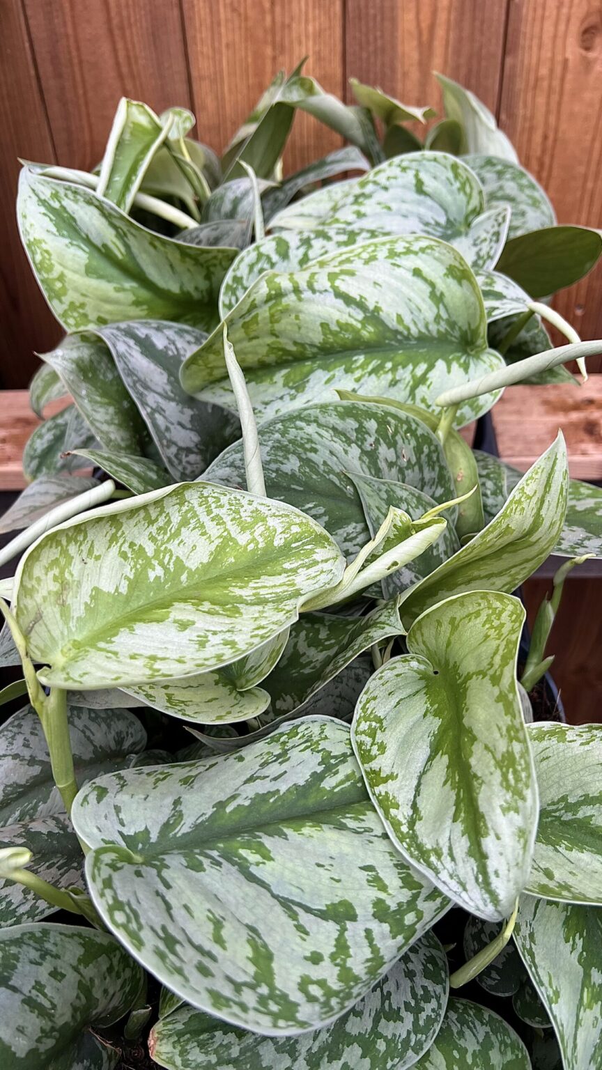 Scindapsus pictus "Trebie"