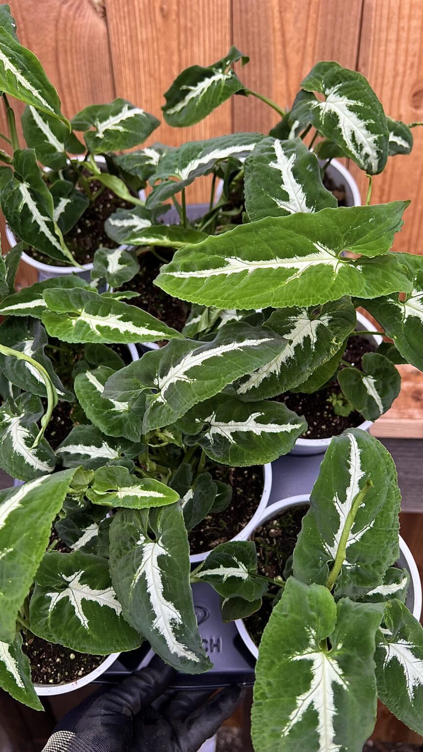 Syngonium