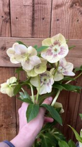 Helleborus