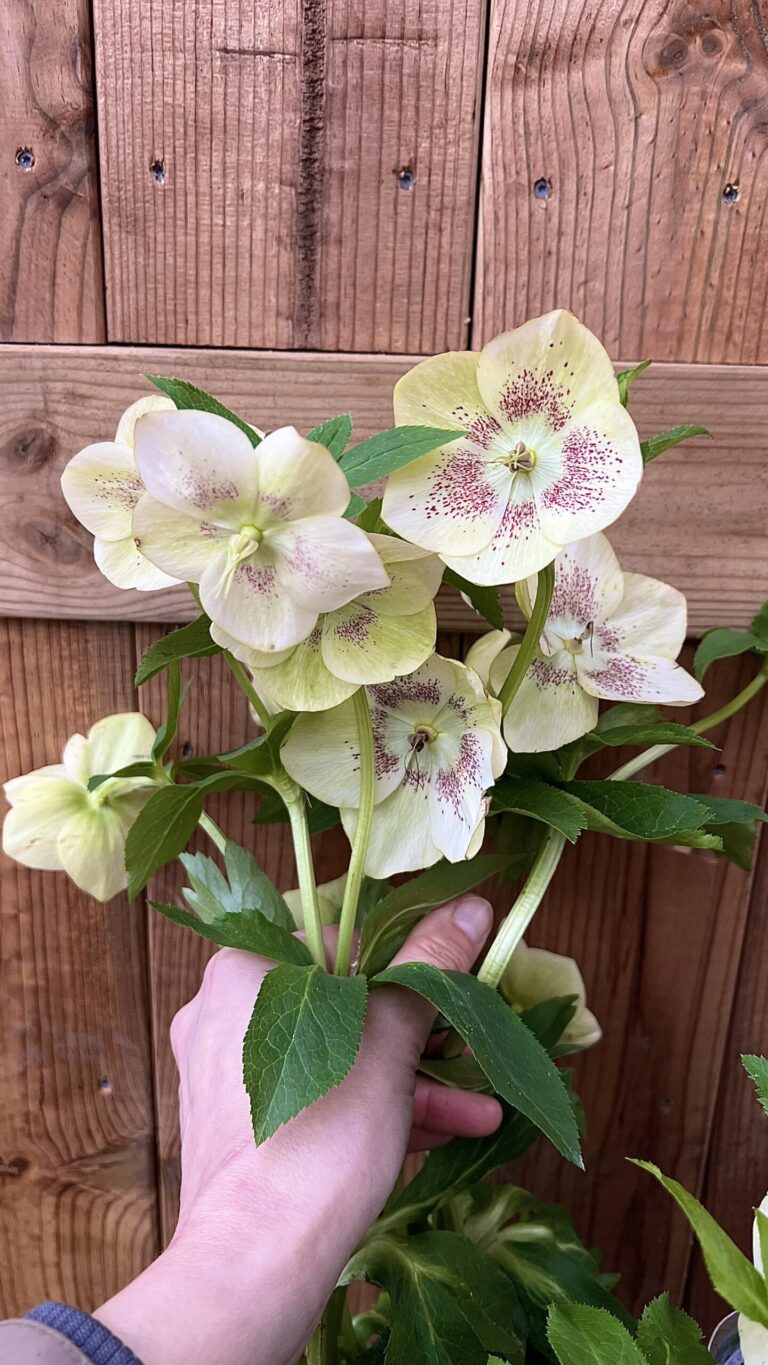 Helleborus