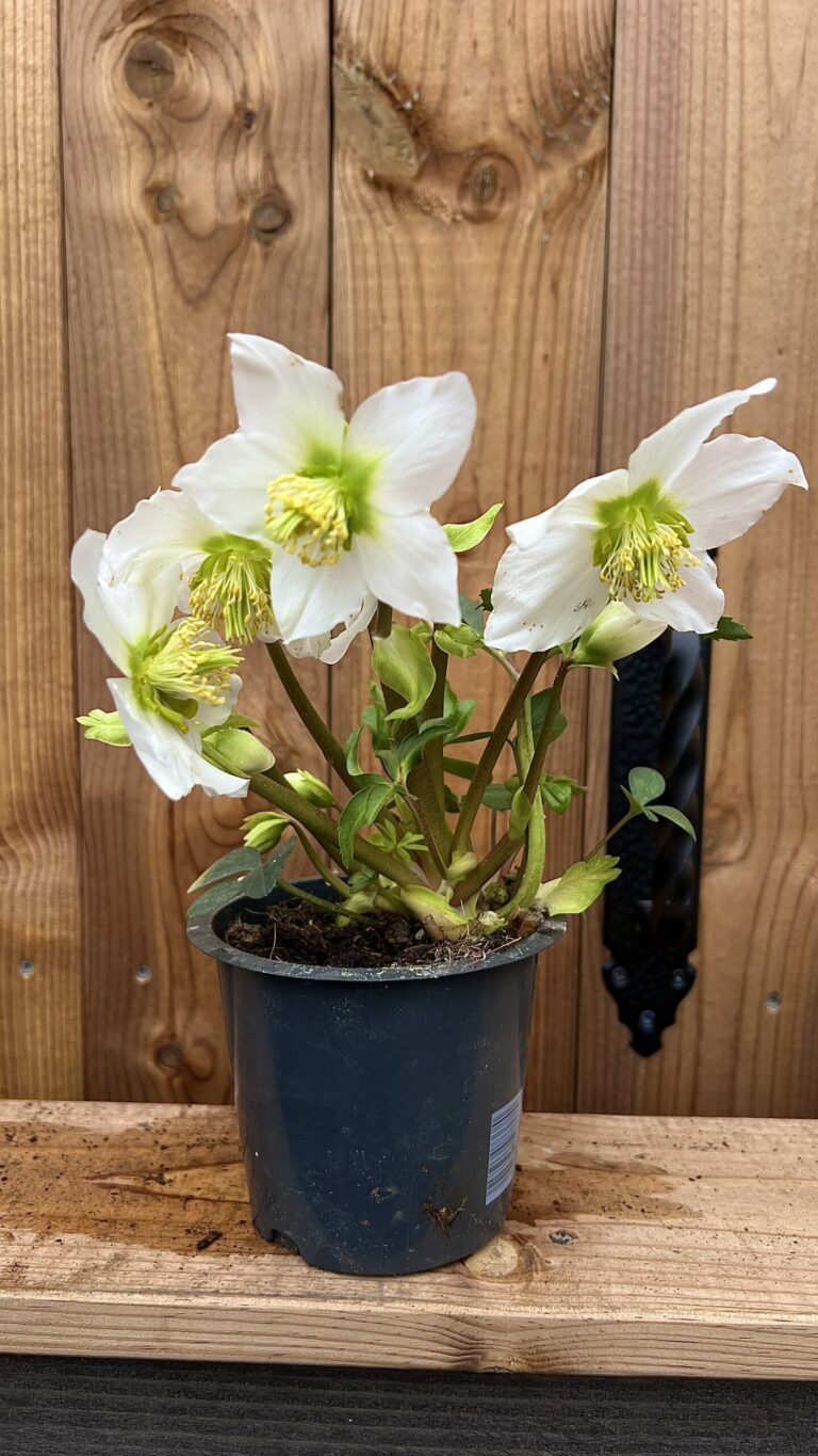 Helleborus "Happy Day"