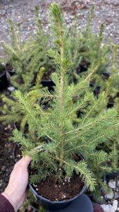 Picea omorika