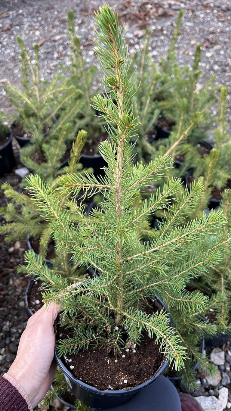 Picea omorika 20-30 cm