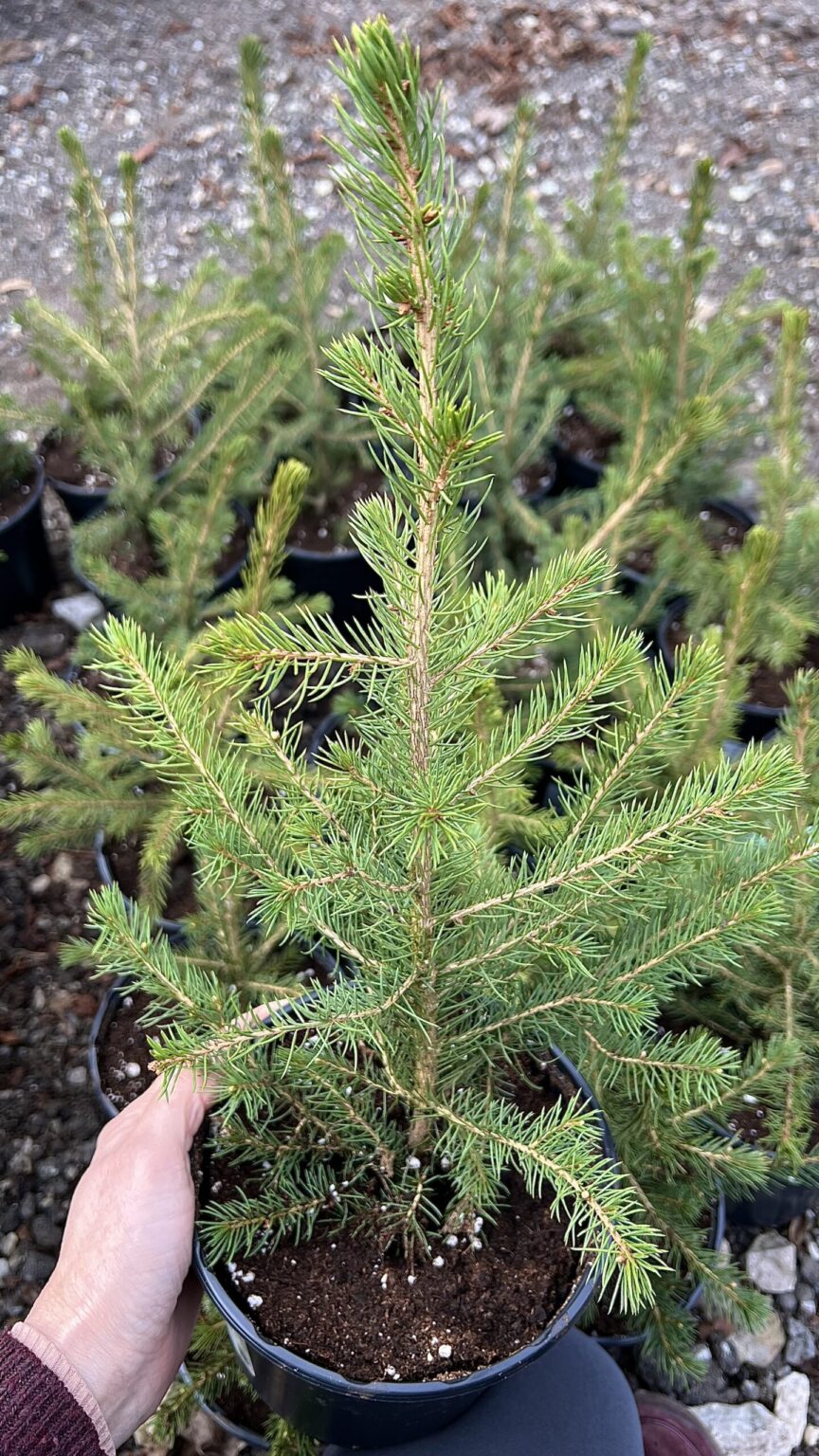 Picea omorika 20-30 cm