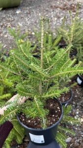 Abies koreana