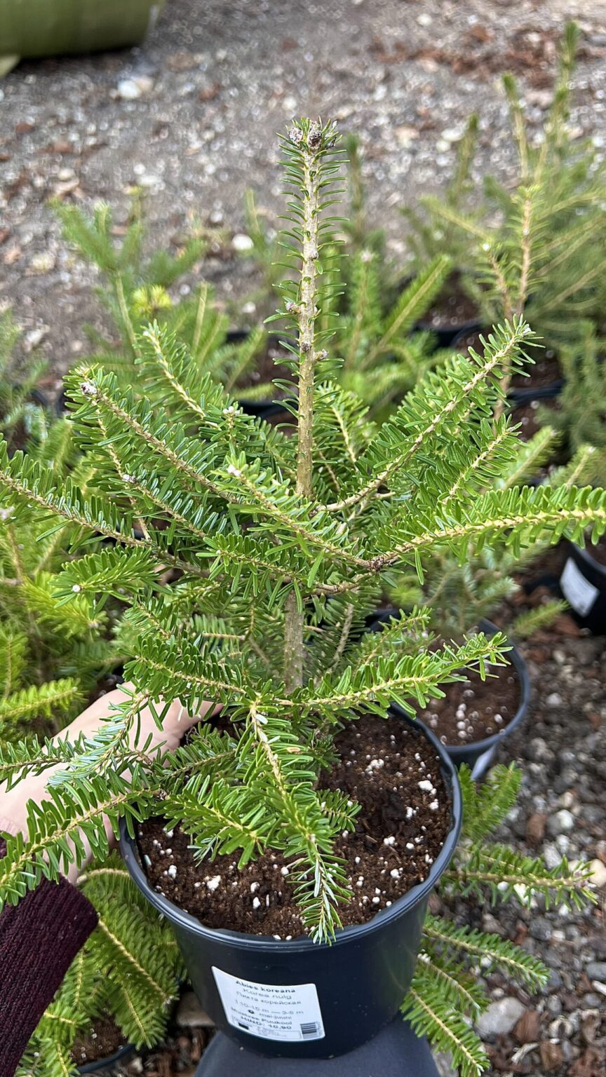 Abies koreana