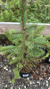 Picea pungens f glauca +/- 1,5 м