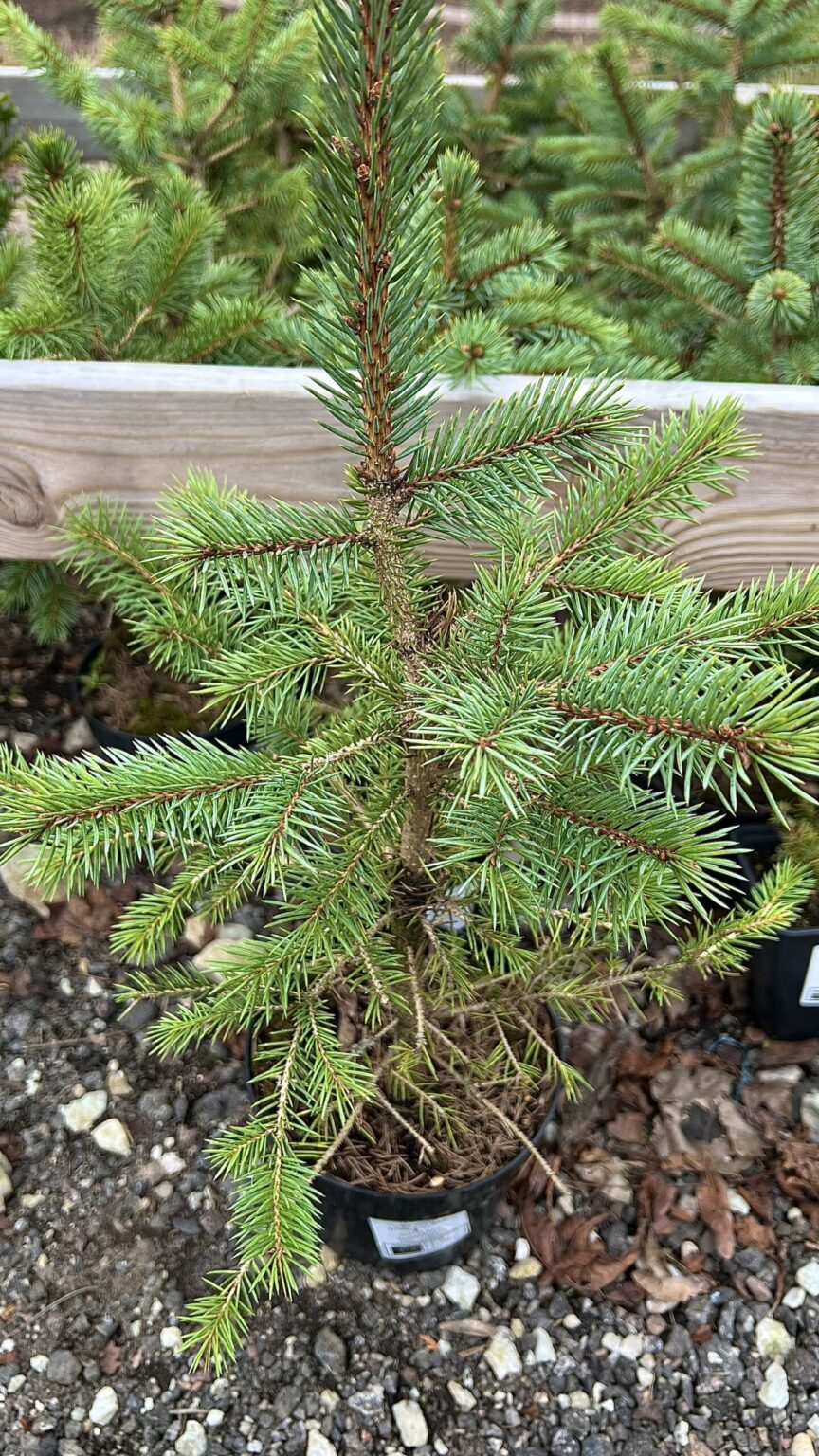 Picea pungens glauca