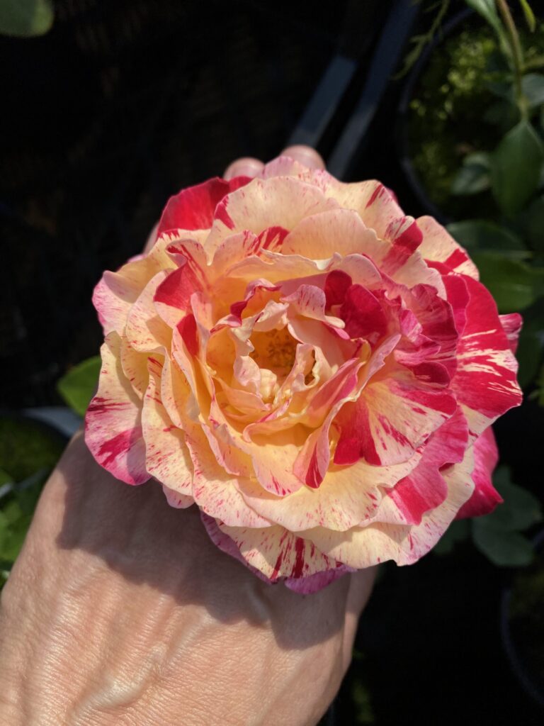 Rosa "Camille Pissarro"