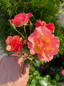 Роза "Jazz" (Cityflor)
