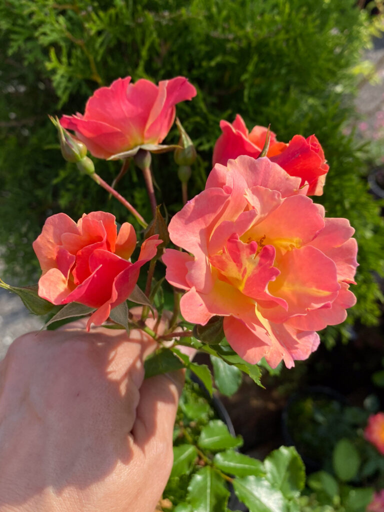 Роза "Jazz" (Cityflor)