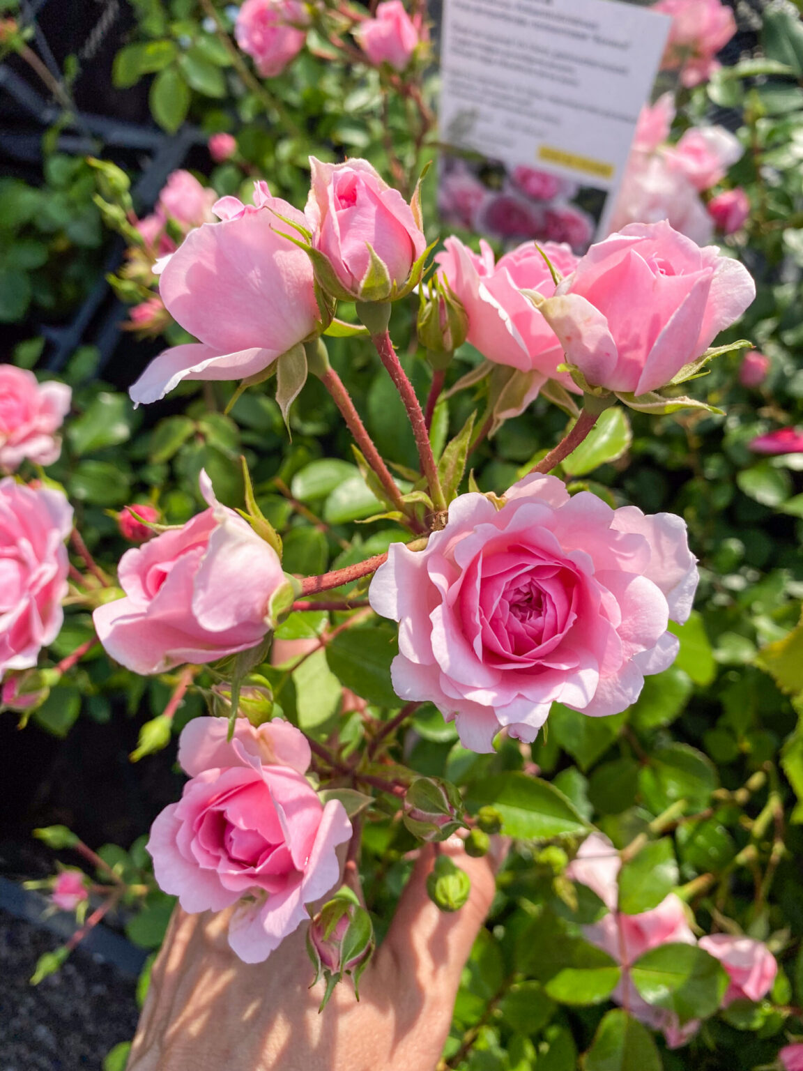 Rosa "Bonica"