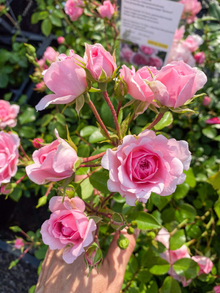 Rosa "Bonica"