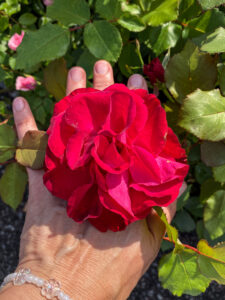 Роза "Wettra"