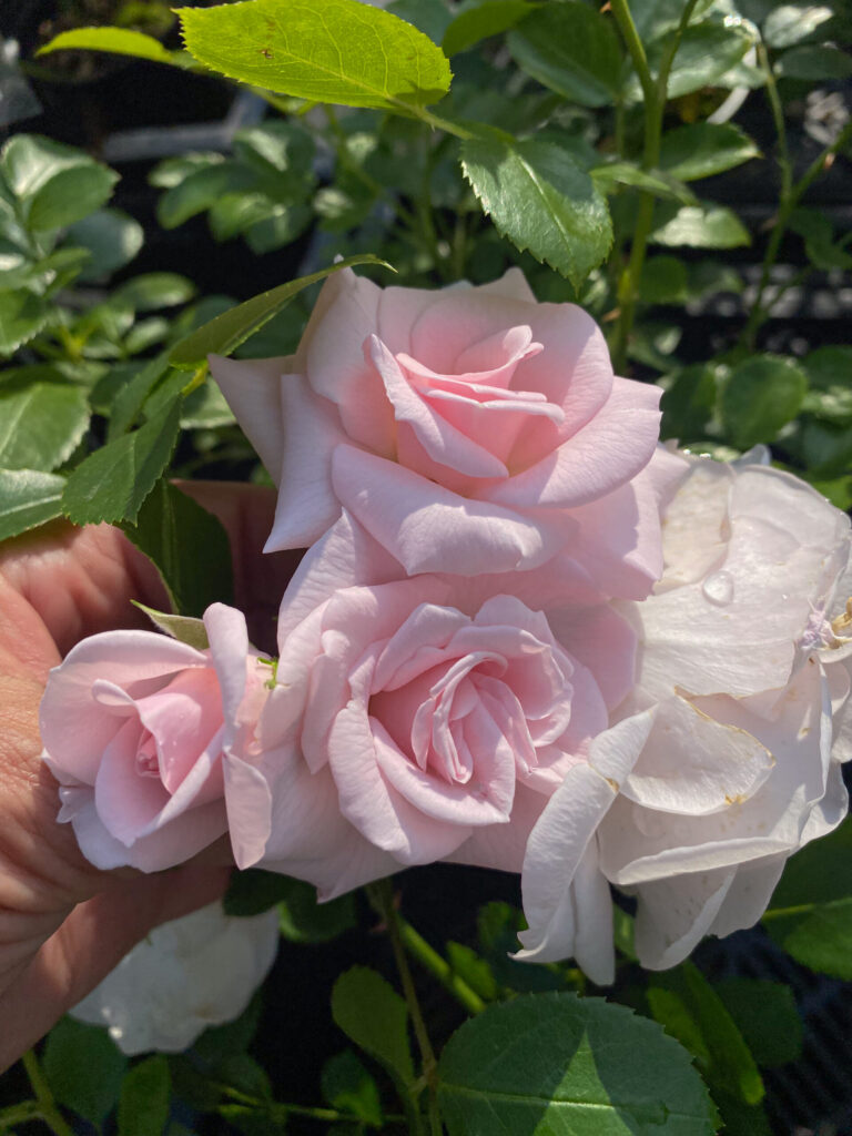 Rosa "Aspirin"