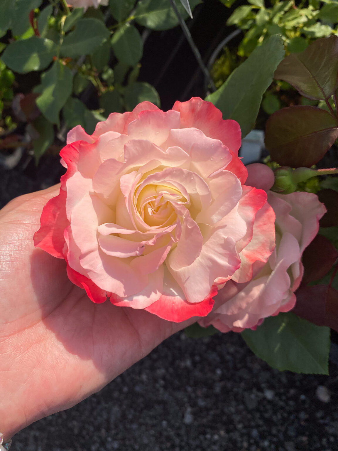 Rosa "Carmagnole"