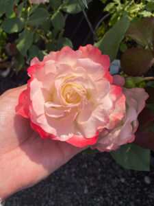 Rosa "Carmagnole"