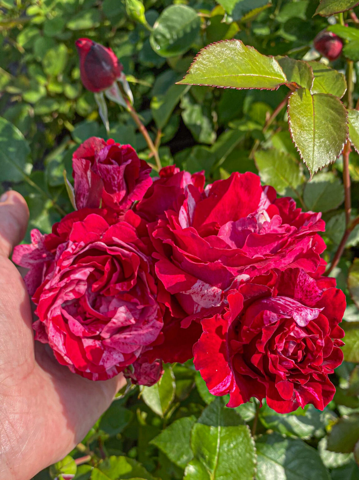 Rosa "Deep Impression"