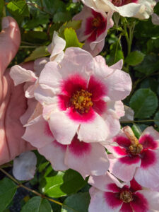 Rosa "Babylon Bravo Eyes"
