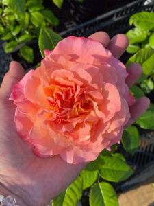 Rosa "Augusta Luise"