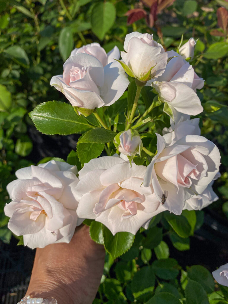 Rosa "Baby Schneewittchen"
