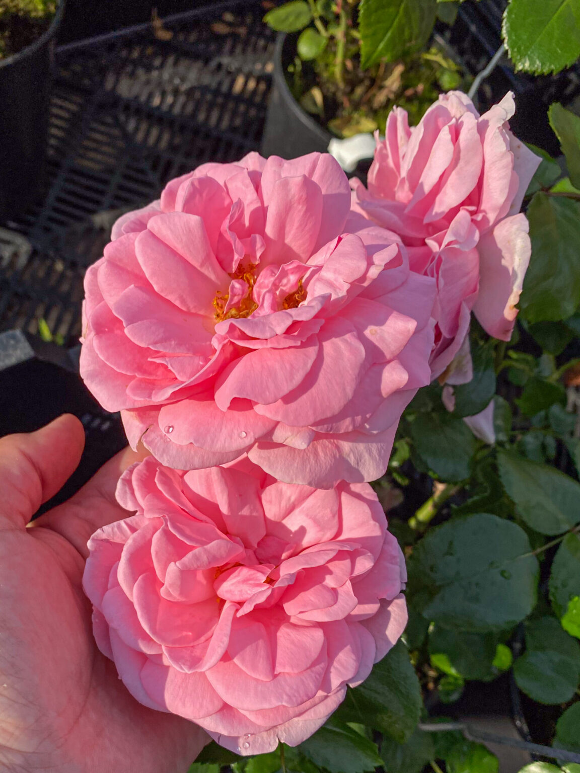 Rosa "Home & Garden"