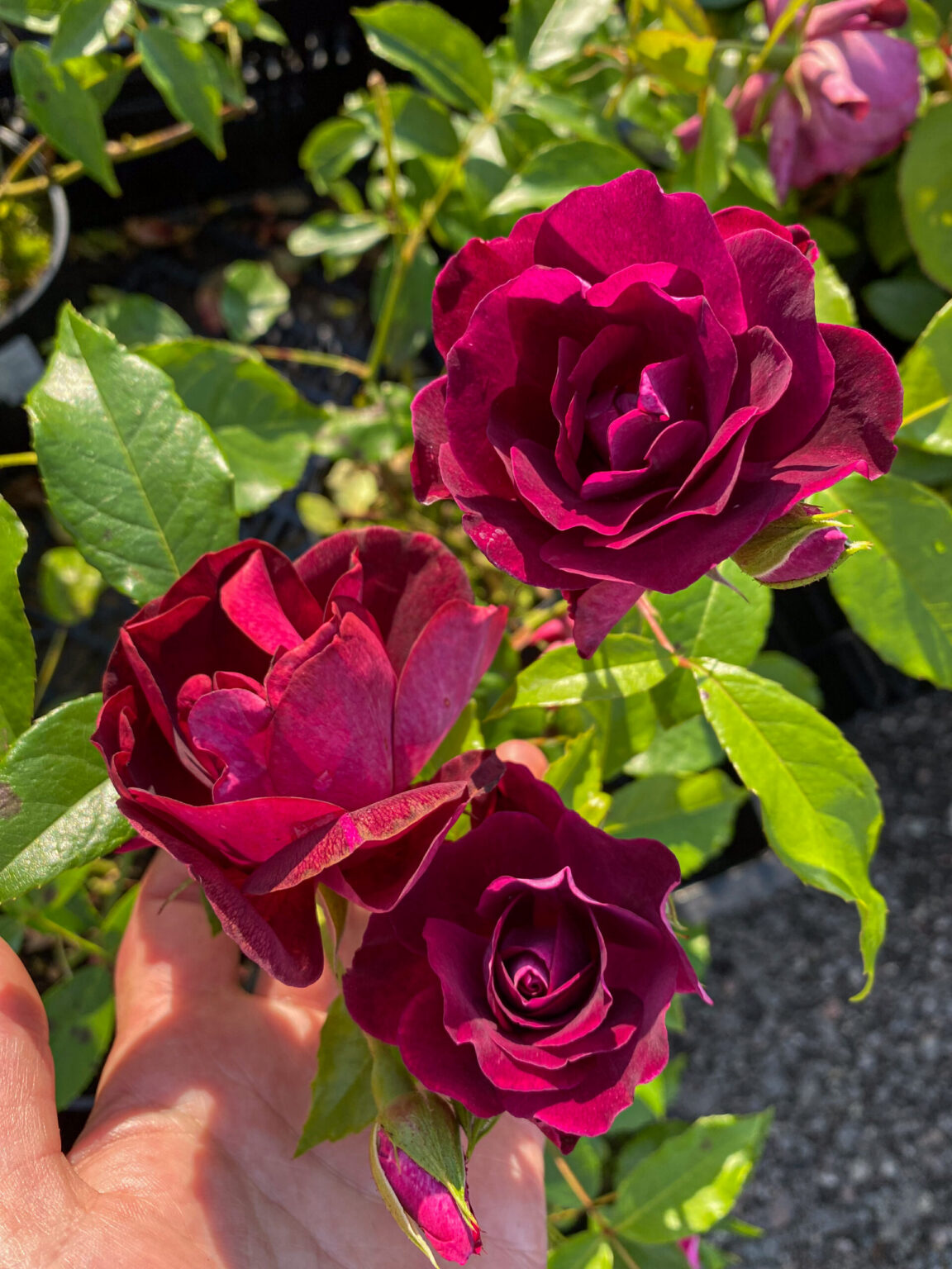 Rosa "Burgund" (Loving Memory)