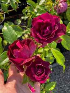 Rosa "Burgund" (Loving Memory)