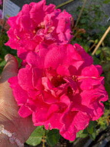 Роза "Pink Peace"