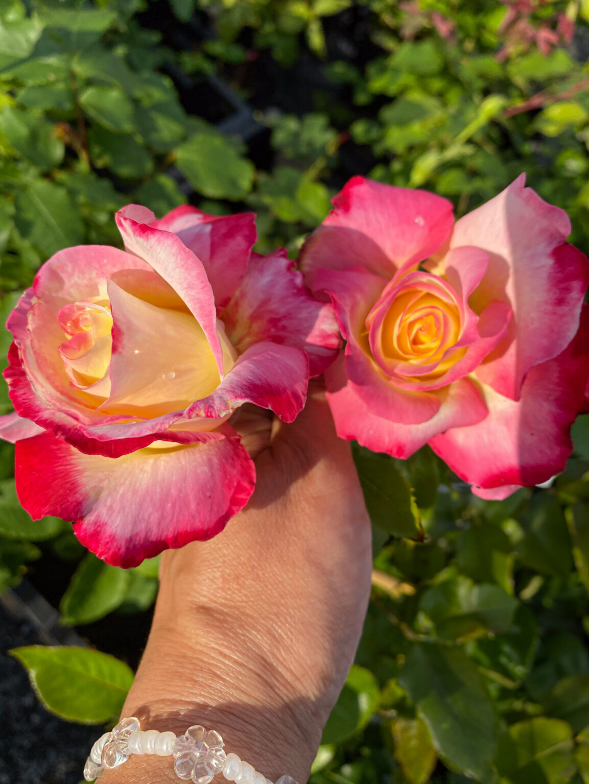 Rosa "Rose Gaujard"