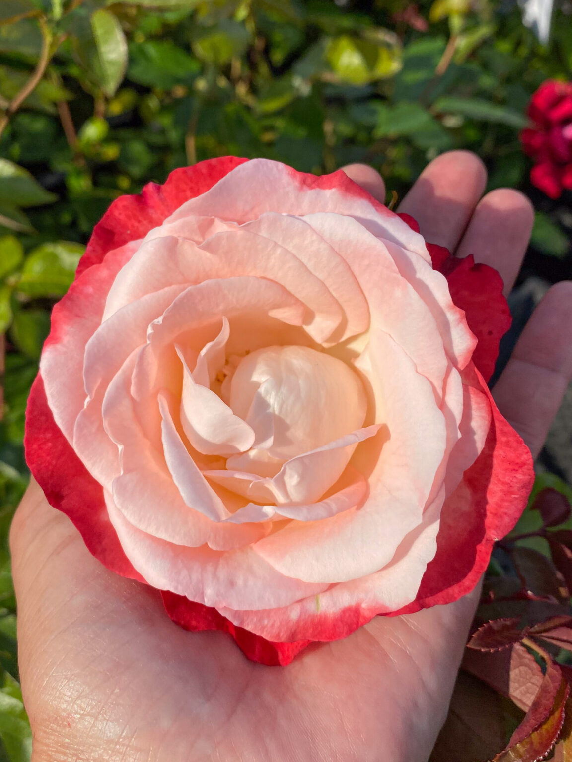 Rosa "Nostalgie"