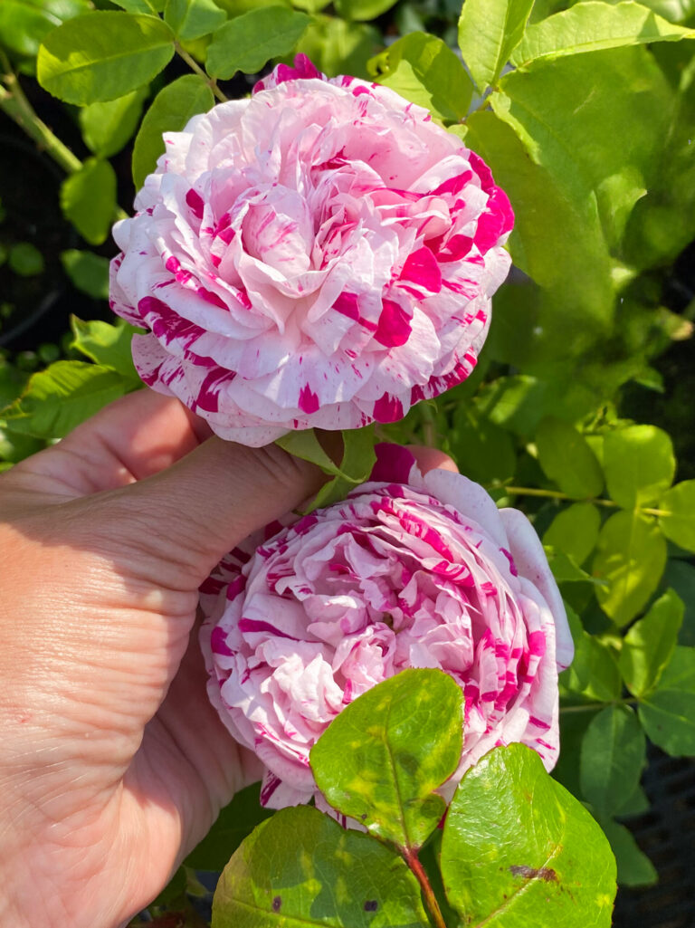 Rosa "Variegata di Bologna"