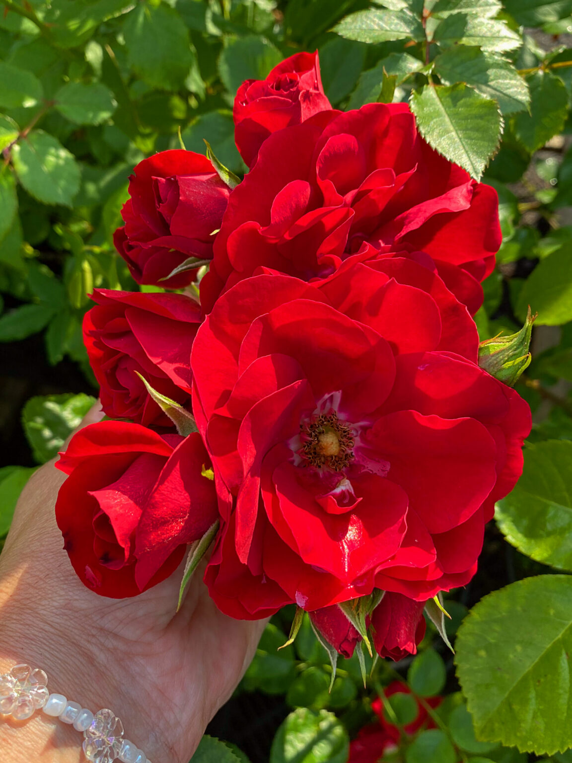 Rosa "Amadeus"