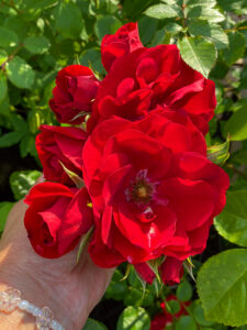 Rosa "Amadeus"
