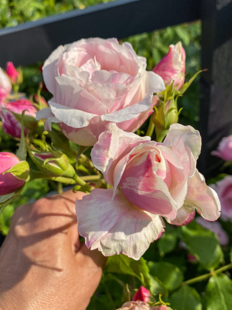 Rosa "Billet Doux"