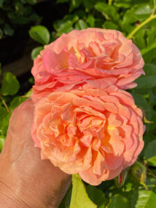 Роза "Peach Melba"
