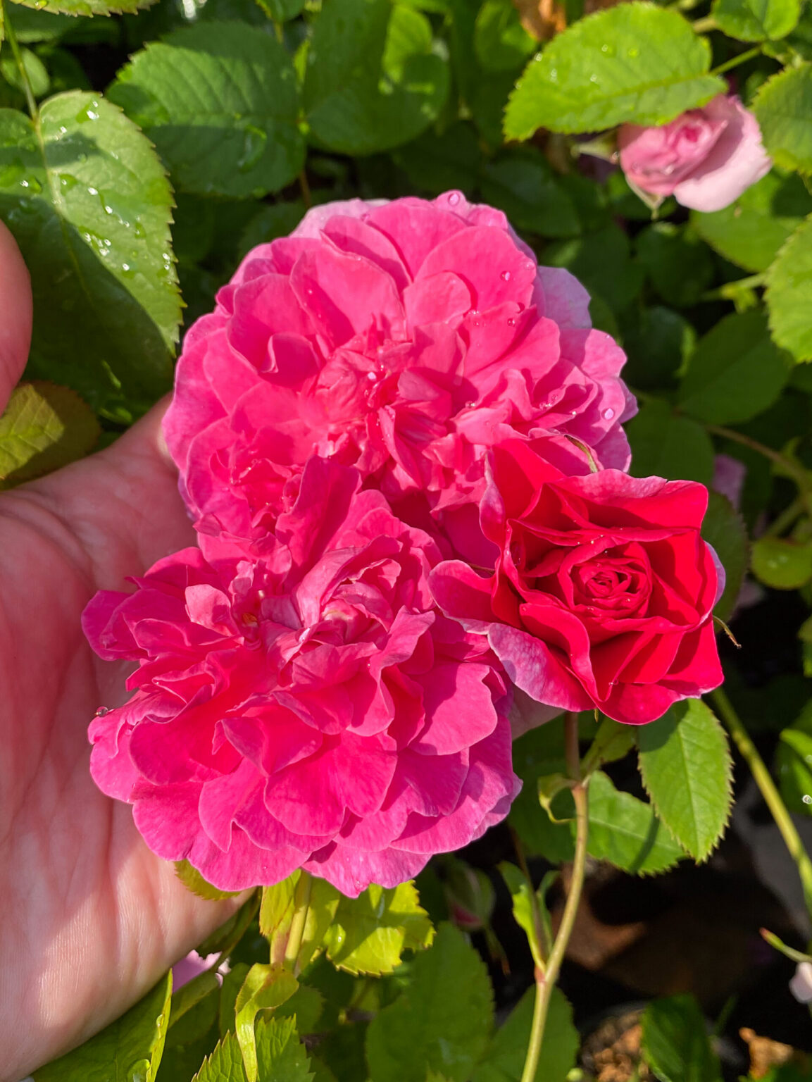 Rosa "England's Rose" (Auslounge)