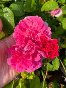 Rosa "England's Rose" (Auslounge)