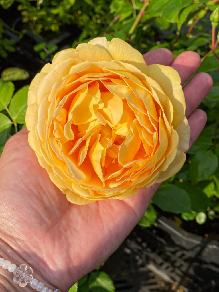 Роза "Golden Celebration" (AUSgold)