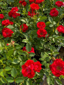 Rosa "Charming Cover"