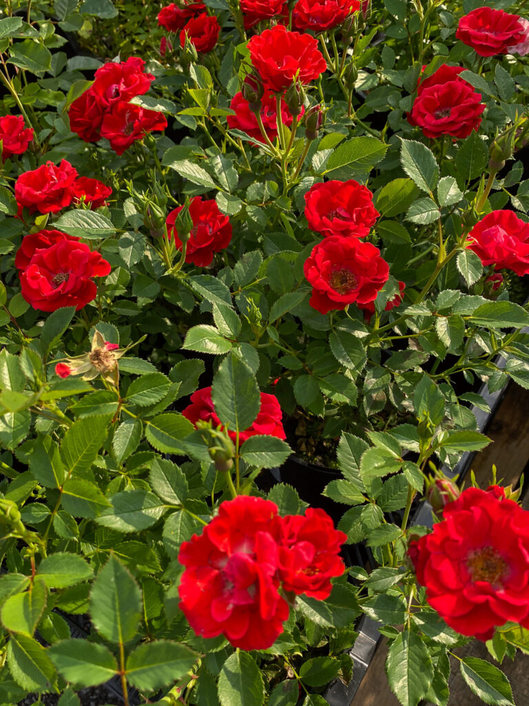 Rosa "Charming Cover"