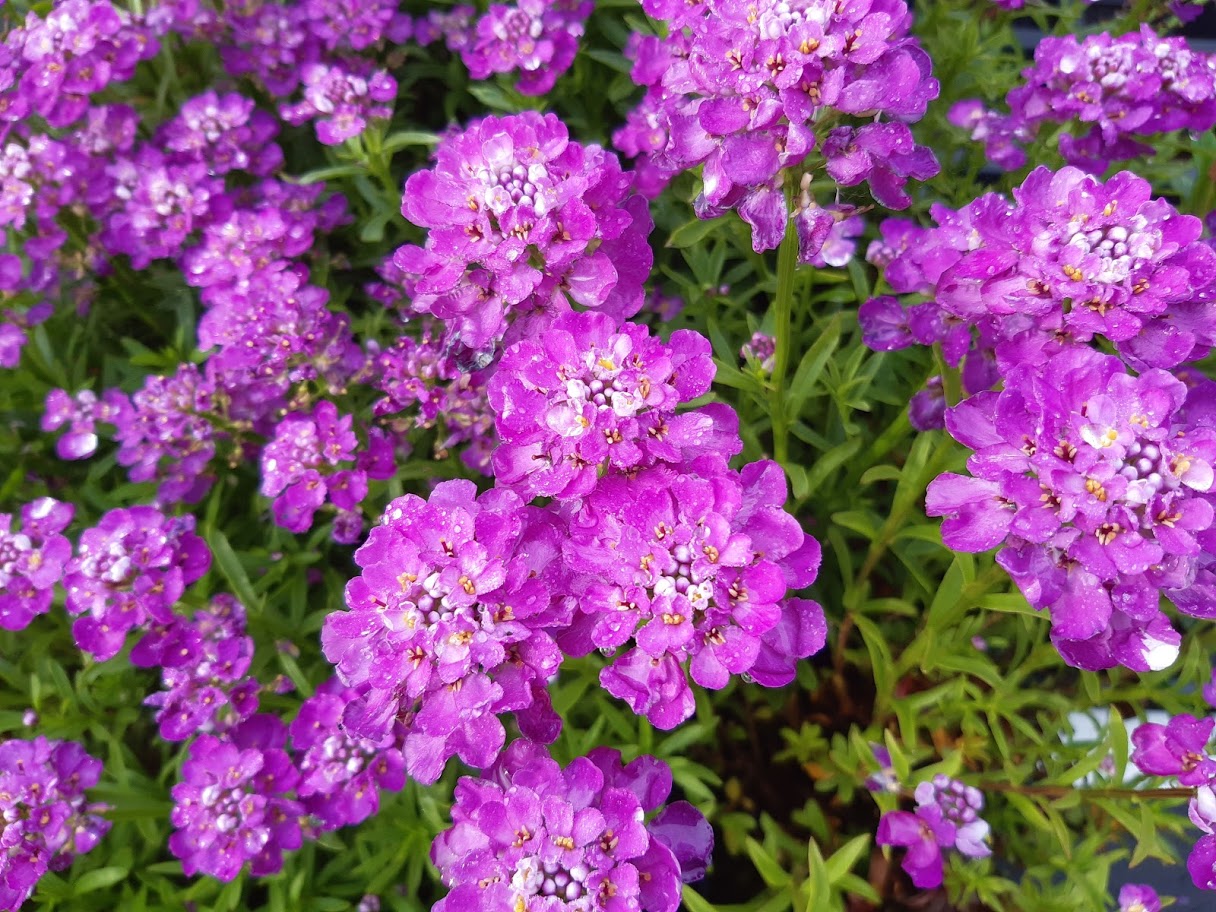 Iberis sempervirens "Absolutely Amethyst"
