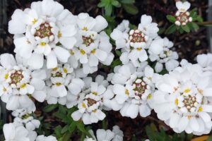 Iberis sempervirens "Schneeflocke"