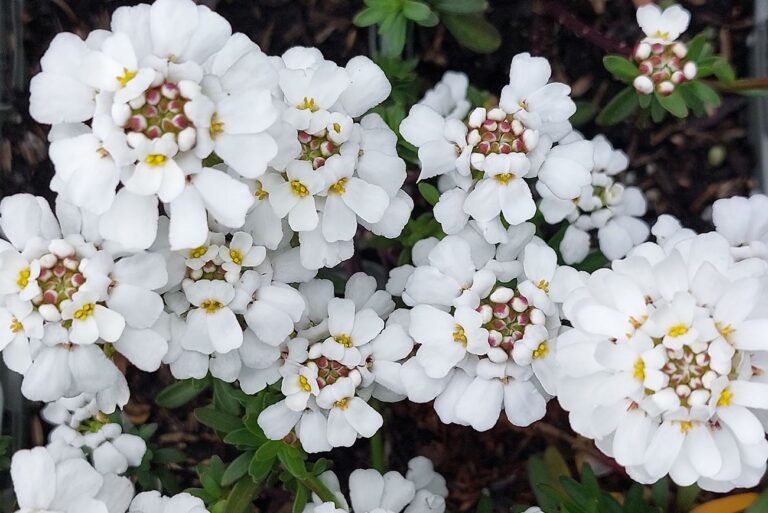 Iberis sempervirens "Schneeflocke"
