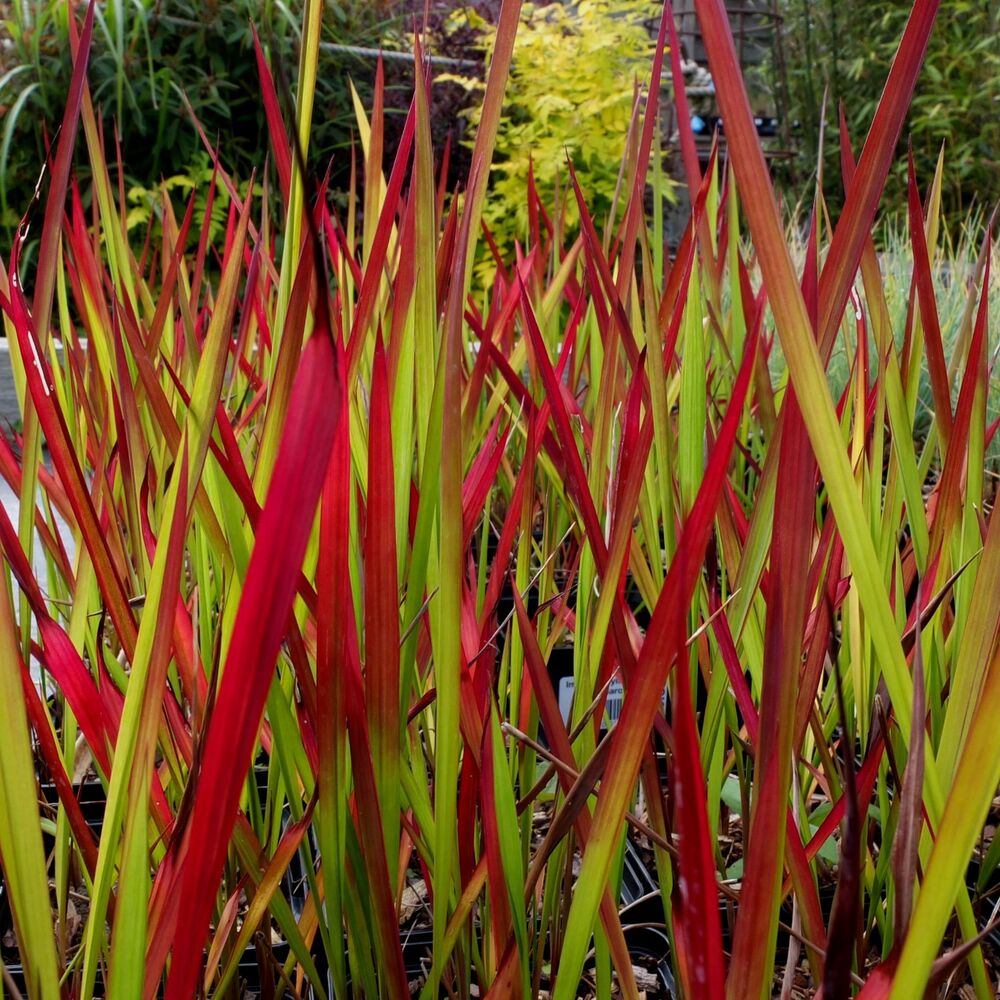 Imperata cylindrica "Red Baron"