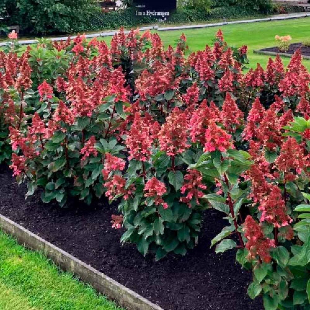 Hydrangea paniculata "Living Infinity"