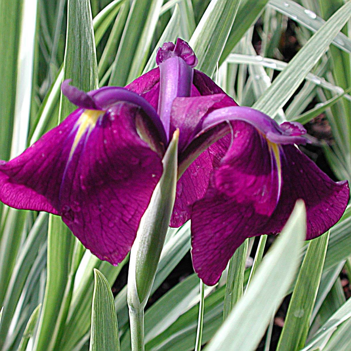 Iris ensata "Variegata"