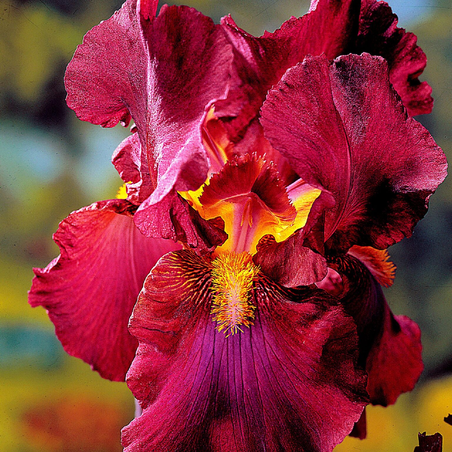 Iris germanica "War Chief"