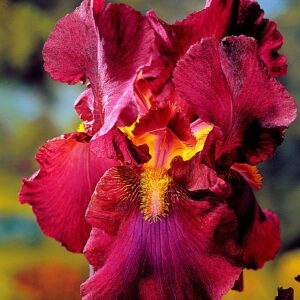 Iris germanica "War Chief"